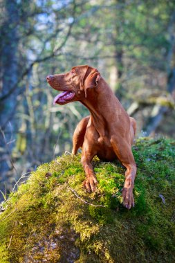 doğa üzerinde köpek