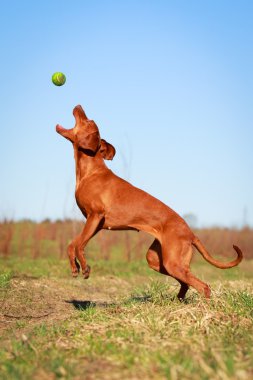 doğa üzerinde köpek