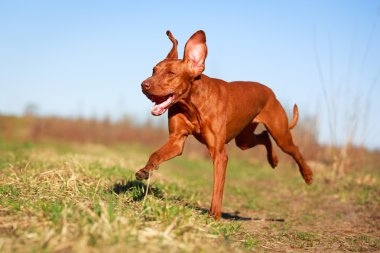 doğa üzerinde köpek