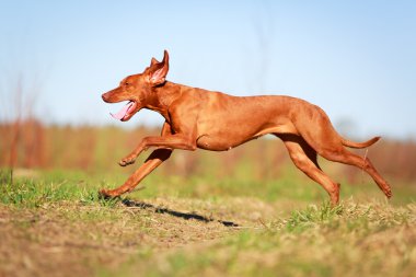 doğa üzerinde köpek
