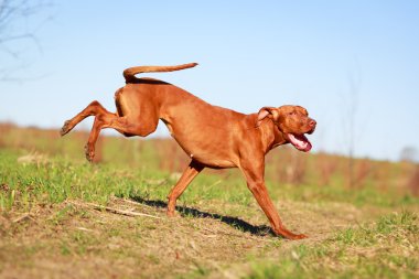 doğa üzerinde köpek