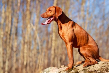 doğa üzerinde köpek