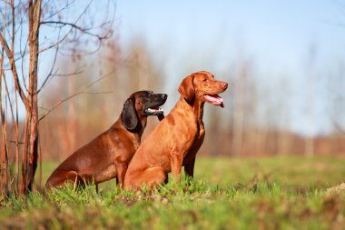 doğa üzerinde köpek