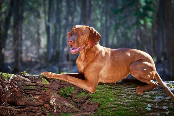 Hond op aard — Stockfoto