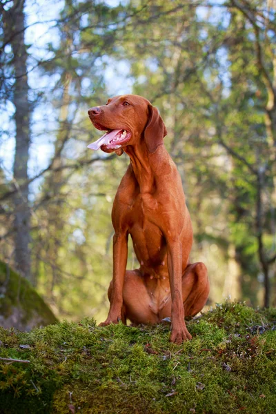 Cane sulla natura — Foto Stock