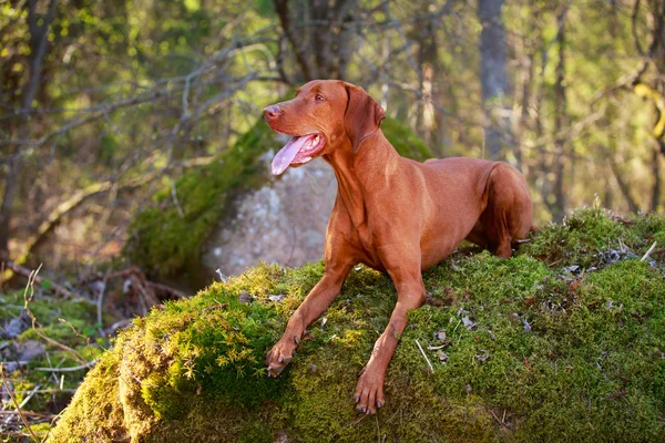 Pes na přírodu — Stock fotografie