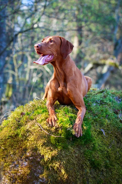 Hond op aard — Stockfoto