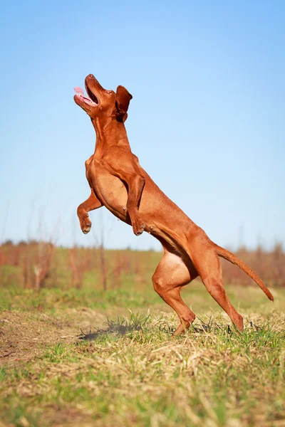 Cane sulla natura — Foto Stock