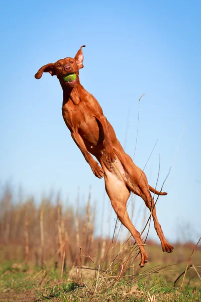 Kutya a természet — Stock Fotó