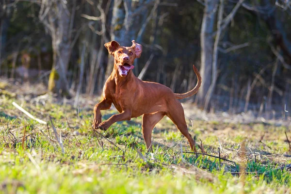 Doğa üzerinde köpek — Stok fotoğraf