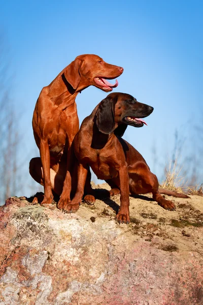 Dog on nature — Stock Photo, Image