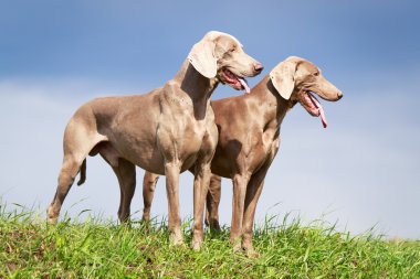 doğa üzerinde köpek