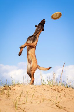 doğa üzerinde köpek