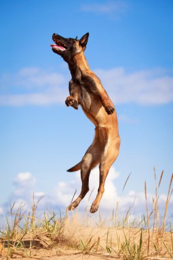 doğa üzerinde köpek