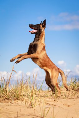 doğa üzerinde köpek