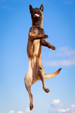 doğa üzerinde köpek