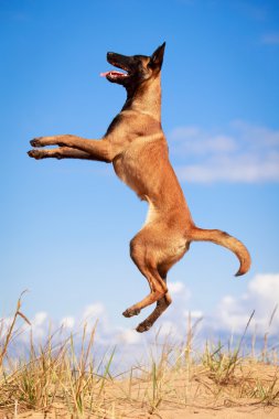 doğa üzerinde köpek