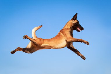 doğa üzerinde köpek