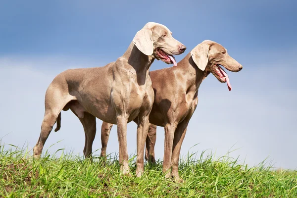 Dog on nature — Stock Photo, Image