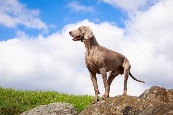 Câine despre natură — Fotografie, imagine de stoc
