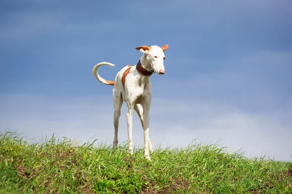 Hond op aard — Stockfoto
