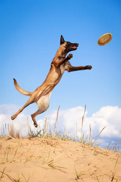 Cane sulla natura — Foto Stock