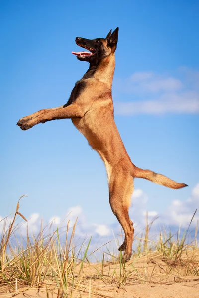 Dog on nature — Stock Photo, Image