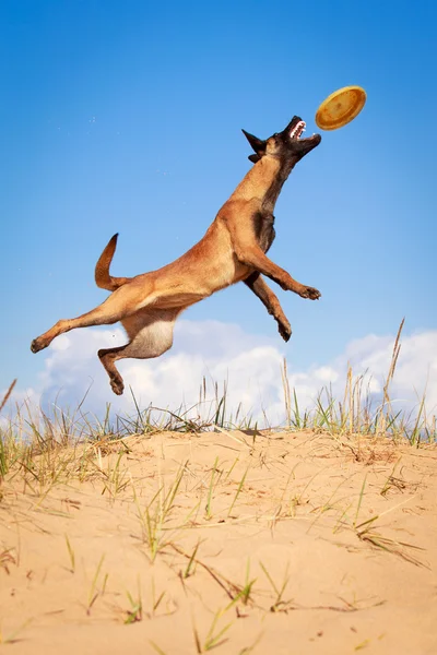 Hund auf der Natur — Stockfoto