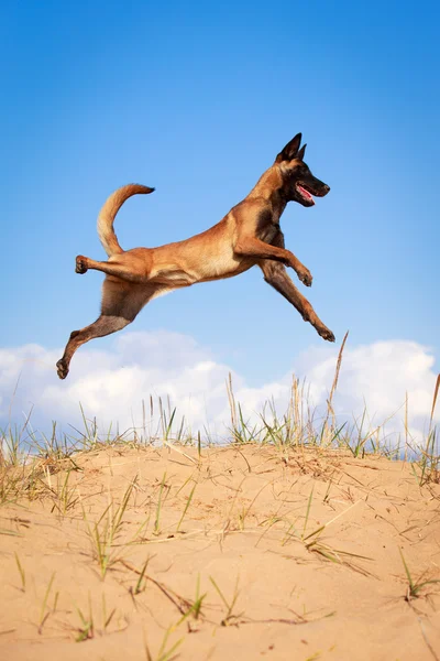 Perro en la naturaleza — Foto de Stock