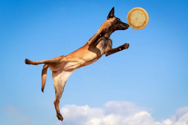 Perro en la naturaleza — Foto de Stock