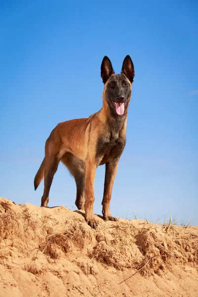 Perro en la naturaleza —  Fotos de Stock