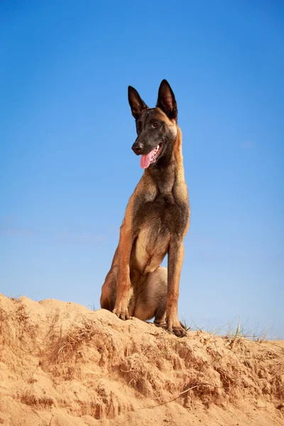 Doğa üzerinde köpek — Stok fotoğraf