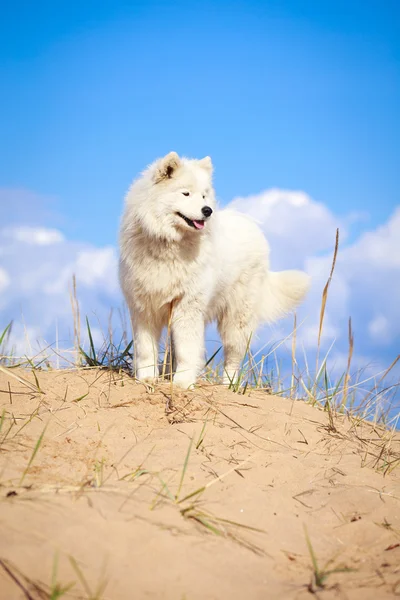 Dog on nature — Stock Photo, Image