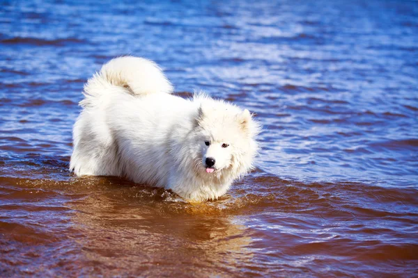 Hund på natur — Stockfoto