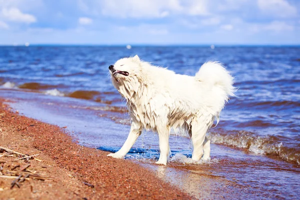 Dog on nature — Stock Photo, Image