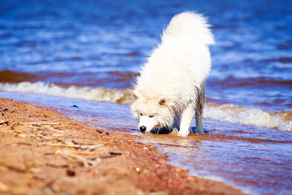 Hund på natur — Stockfoto