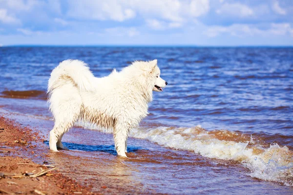 Hund auf der Natur — Stockfoto