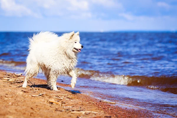 Dog on nature — Stock Photo, Image