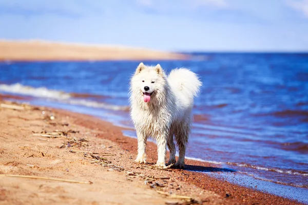 Hund auf der Natur — Stockfoto