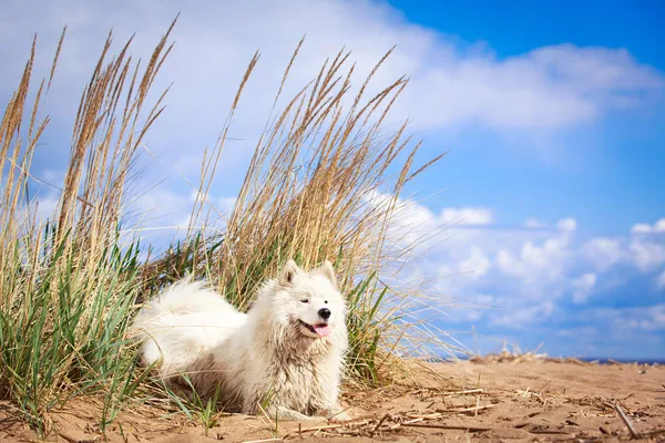 Dog on nature — Stock Photo, Image