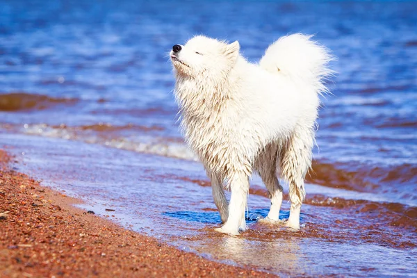 Hund auf der Natur — Stockfoto