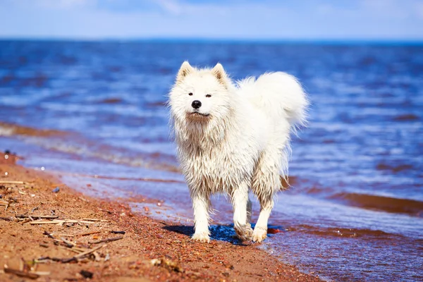 Doğa üzerinde köpek — Stok fotoğraf