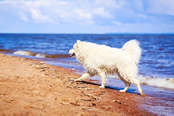 Koira rannalla — kuvapankkivalokuva