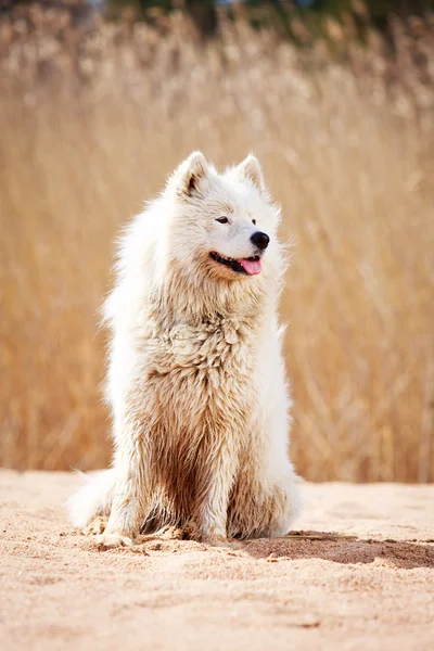 Doğa üzerinde köpek — Stok fotoğraf