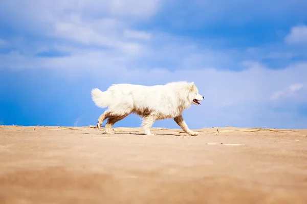 Hund auf der Natur — Stockfoto