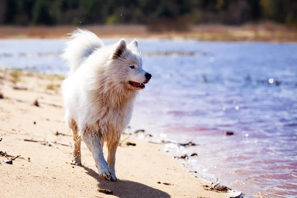 Perro en la naturaleza —  Fotos de Stock