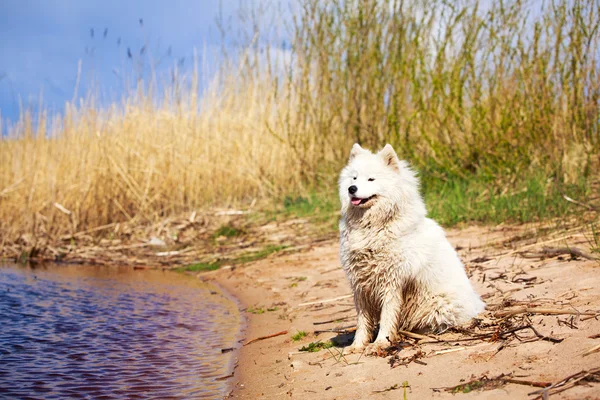 Hund auf der Natur — Stockfoto