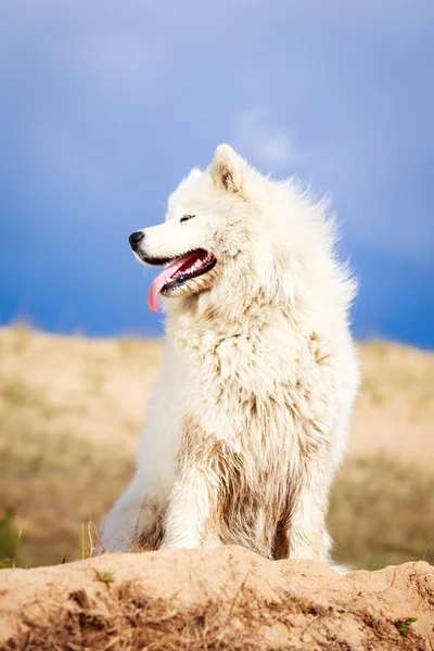 Dog on nature — Stock Photo, Image