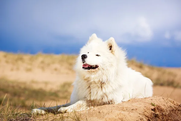 Hund auf der Natur — Stockfoto