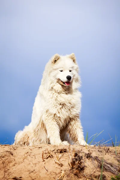 Собака на природе — стоковое фото